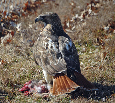 Red-tailed Hawk back